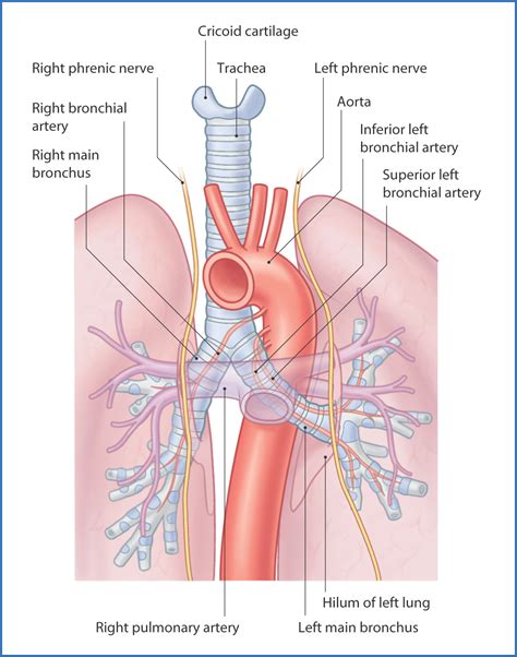 Lung Parenchyma Anatomy