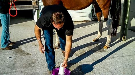 Sheath Cleaning Without Sedation – The Horse's Advocate