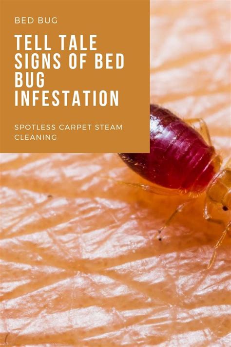 Tell Tale Signs of Bed Bug Infestation | Spotless Carpet Steam Cleaning ...