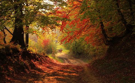 Autumn Forest Aesthetic Desktop Wallpapers - Wallpaper Cave