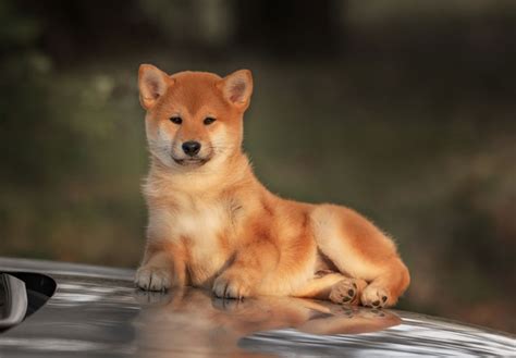 Shiba Inu Puppies For Sale - AKC PuppyFinder