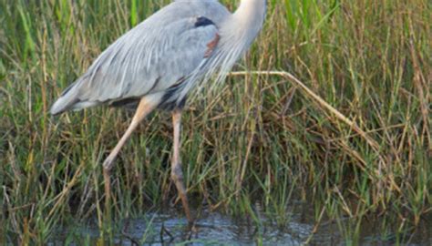 Wetland Plants & Wildlife | Sciencing