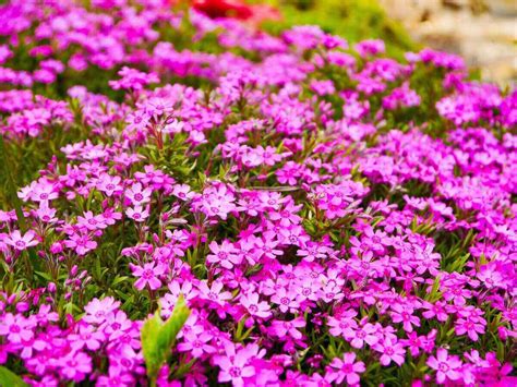 10 of the Best Flowering Ground Cover Plants