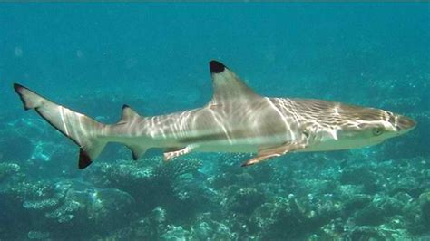 The Blacktip Reef Is A Beautiful Species Of Shark - Shark Sider