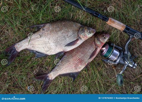 Two Big Freshwater Common Bream Fish and Fishing Rod with Reel O Stock ...