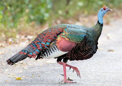 Ocellated Turkey Photo Gallery – Be Your Own Birder