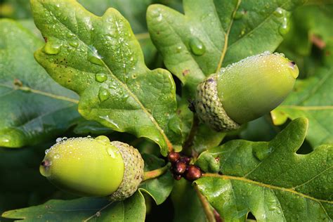 Acorns And Oak Leaves In Morning Dew by James Warwick