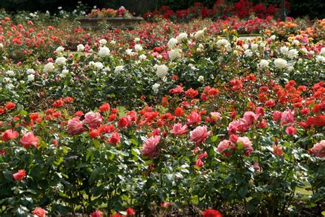 The Rose Garden - Greenwich Park - The Royal Parks