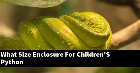 What Size Enclosure For Children's Python - My Reptile Blog