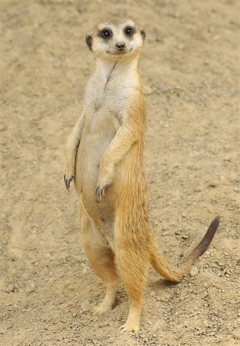 Standing Meerkat stock photo. Image of alert, suricate - 9688232