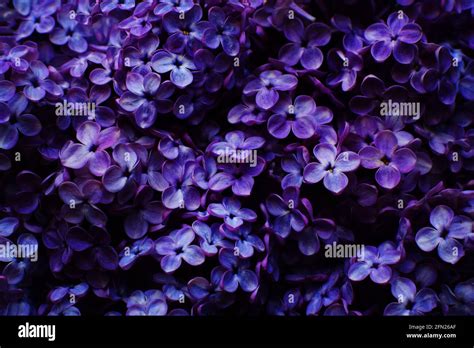 Beautiful purple background from lilac flowers close-up. Spring flowers ...