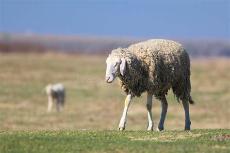 Funny Face Sheep on the Pasture Stock Image - Image of sweet, face ...