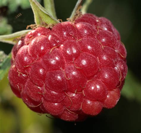 Free photo: Raspberries close-up - Antioxidants, Natural, Summer - Free ...