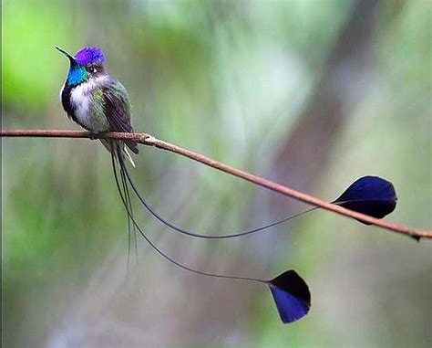 Marvelous Spatuletail Hummingbird | Beautiful birds, Hummingbirds ...