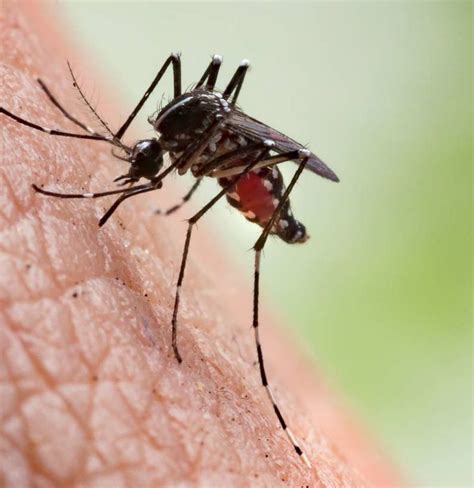 Mosquito bites: Symptoms, complications, and prevention