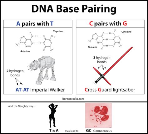 DNA Base Pair Mnemonic