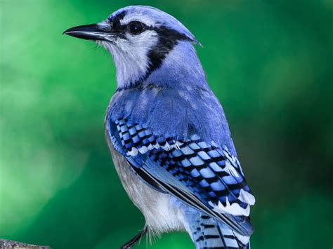 19 Incredible Blue Jay Facts