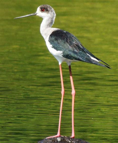 Black-winged stilt | Birds of India | Bird World