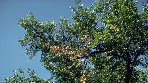 Dutch Elm Disease of Trees | University of Maryland Extension