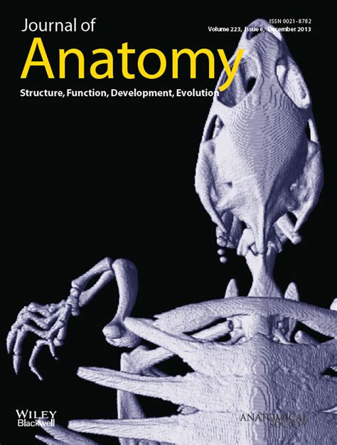 Immunolocalisation of fibrillin microfibrils in the calf metacarpal and ...