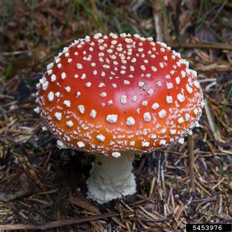 Amanita muscaria (Fly Agaric, Fly Amanita) | North Carolina Extension ...