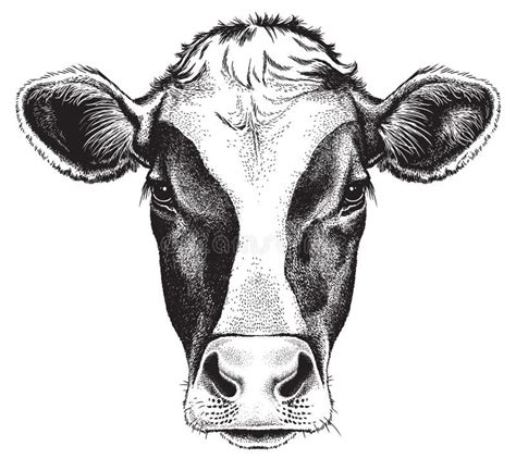 Share 81+ cow sketch face super hot - seven.edu.vn