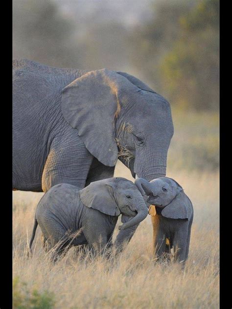 Rare elephant twins Animals And Pets, Funny Animals, Majestic Animals ...