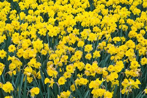 Yellow daffodils stock photo. Image of stem, narcissus - 5508222