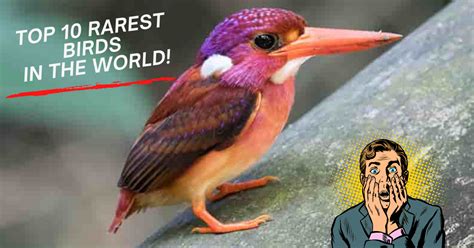 THE 10 RAREST BIRDS IN THE WORLD – Nature Anywhere