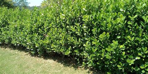 How far apart should you plant Clusia hedge? – Landscape Wired