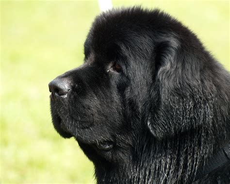 Black Newfoundland dog photo and wallpaper. Beautiful Black ...