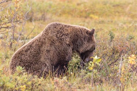 Bear Eating Tundra Berries Stock Photos - Free & Royalty-Free Stock ...