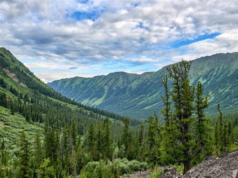 Types Of Plants In The Taiga Or Boreal Forest