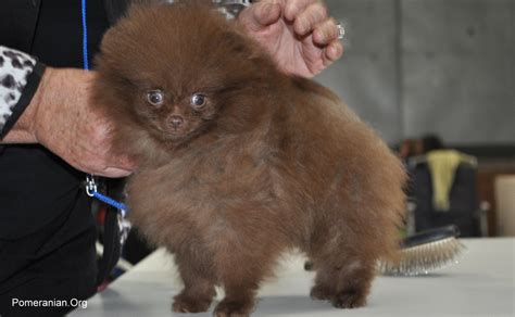 Chocolate Pomeranian or Brown Pomeranian