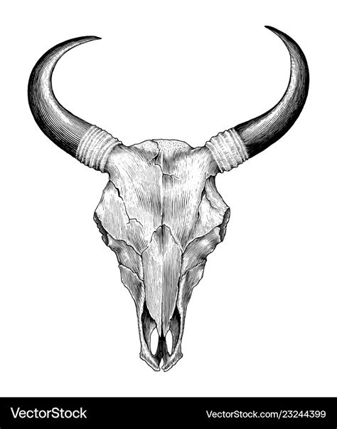 Skull cow hand drawing vintage engraving Vector Image