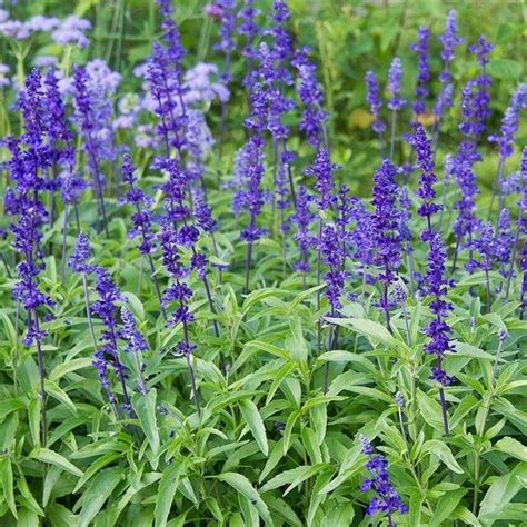 Blue Salvia Live Plant in a 4 inch Pot Beautiful Flowering | Etsy in ...