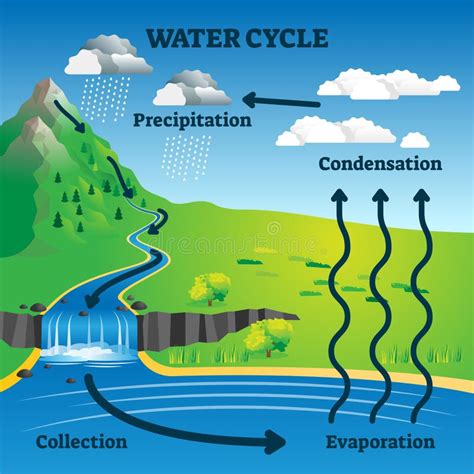 bright Restraint Frustrating labeled water cycle diagram Day ...