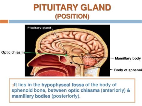 Anatomy of pituitary gland