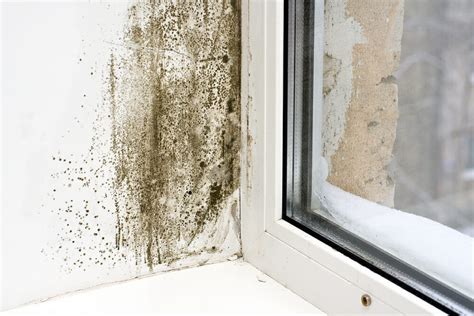 What To Do About Mold On Windows - Modernize