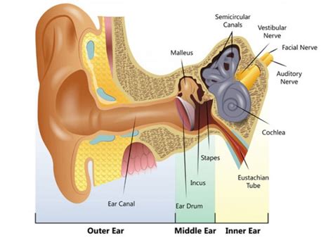 Explain the structure and working of human ear with labelled diagram ...