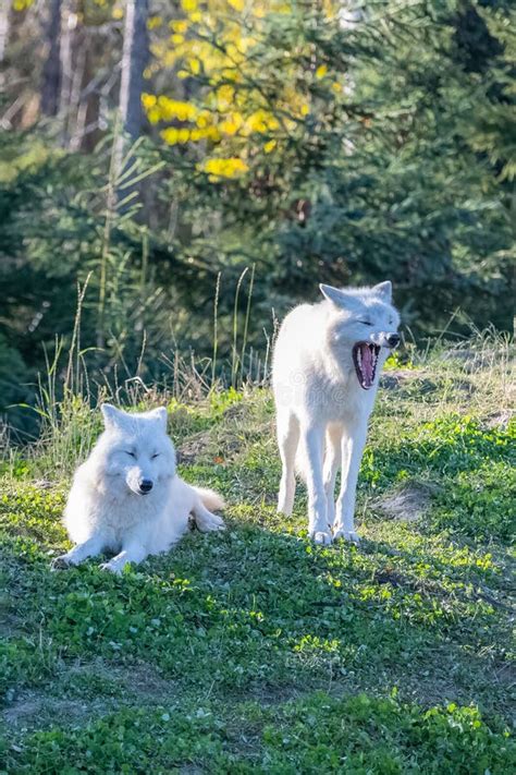 Arctic Wolf, Pack of White Wolves Stock Image - Image of looking, cute ...