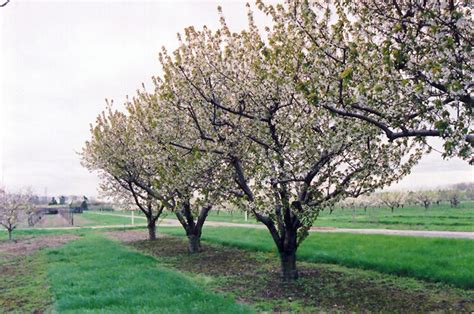 Sweet Cherry (Prunus avium) in Long Island Westbury Nassau County ...