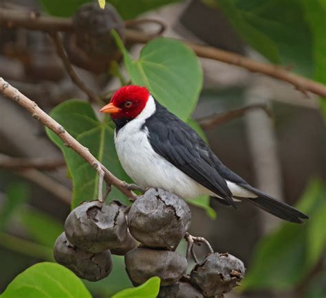 Yellow-billed Cardinal (Paroaria capitata) | Beautiful birds, Pretty ...