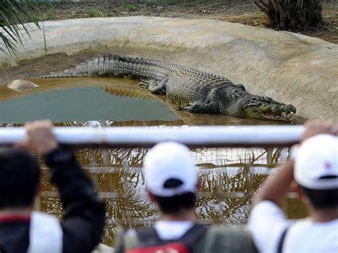 Lolong, the world's largest captive crocodile, dies in the Philippines ...