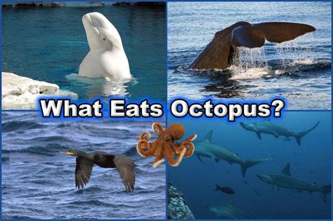 What Eats Octopus? 20+ Octopus Predators Worldwide