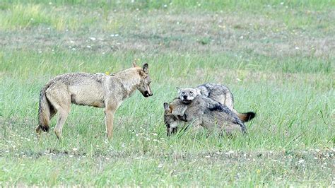 Exploring the Return of Wolves: Cees van Kempen's Wolf Pack Documentary ...