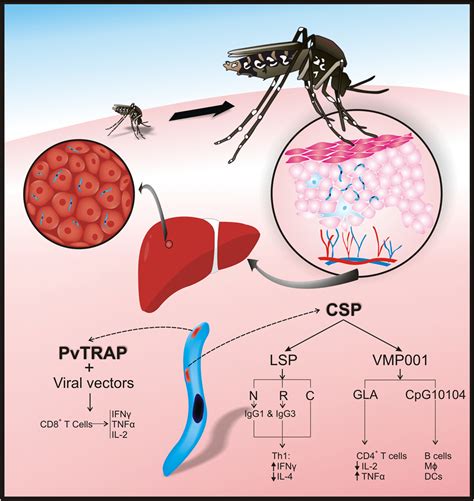 life cycle of plasmodium vivax in mosquito - Elvia Pak