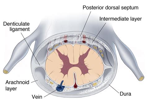 Operative Spinal Cord Anatomy | The Neurosurgical Atlas, by Aaron Cohen ...