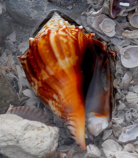 Florida Fighting Conch Shell | Photographed live in a tidepo… | Flickr