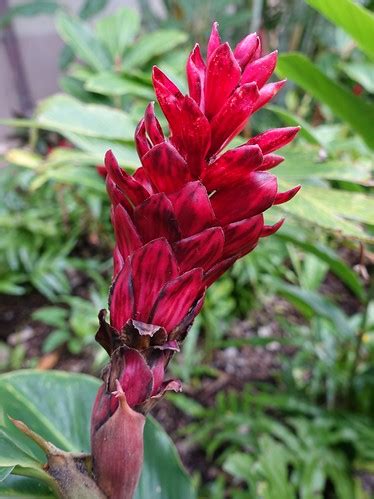 Red flowering ginger: Banana bract mosaic virus | Symptoms: … | Flickr